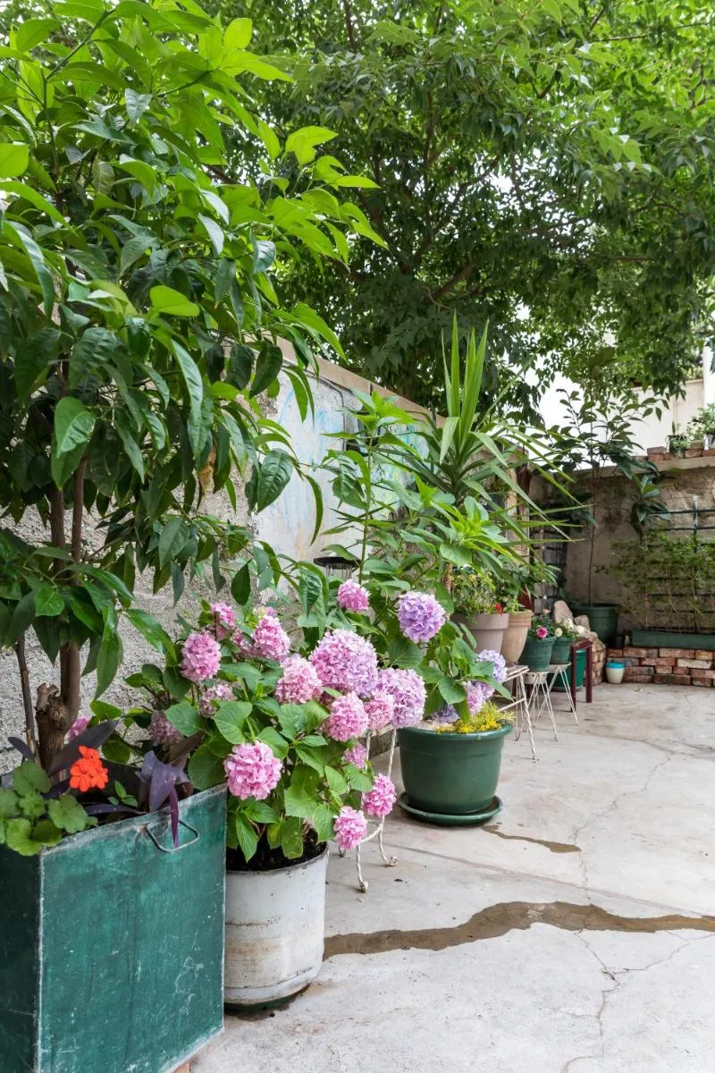 Image 5 of Hani Luxury Rooms